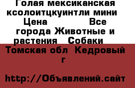 Голая мексиканская ксолоитцкуинтли мини › Цена ­ 20 000 - Все города Животные и растения » Собаки   . Томская обл.,Кедровый г.